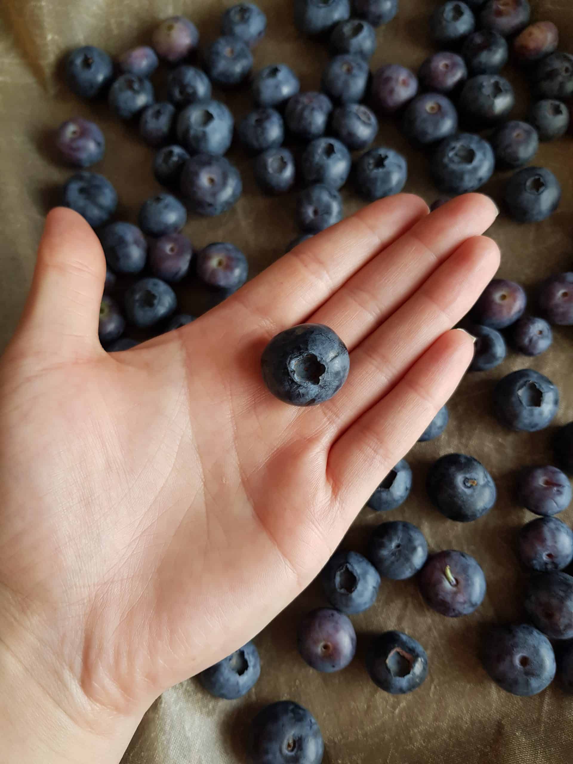 A hand holding a blueberry.